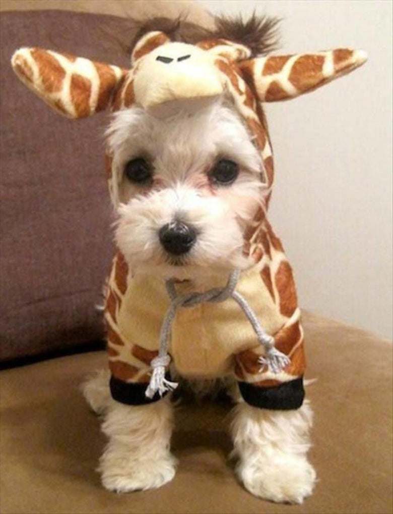 Giraffe Halloween Dress Up Pet Costume