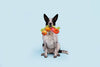 BARK dog toys Hairloom Tomatoes Plush Squeak Rope Tug Dog Toy