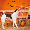 BARK dog toys Halloween Jack-Crow-Lantern Plush Squeak Rope Tug Dog Toy