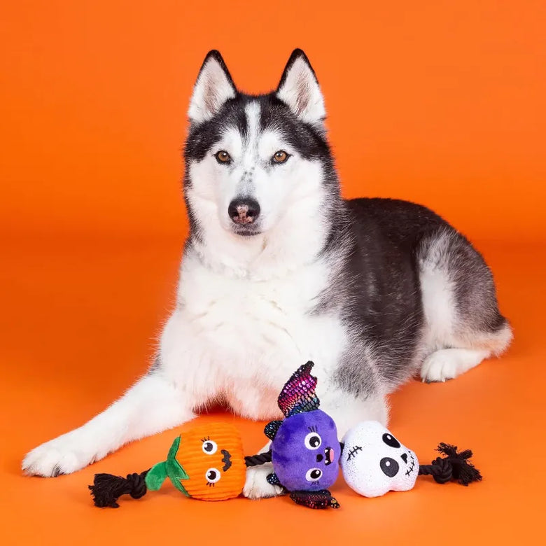 PetShop by Fringe Studio dog toys Halloween Literally Dead Cute Rope Tug Plush Squeak Dog Toy Set