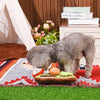 Hugsmart Products Inc dog toys Puppy Grow A Garden Sniffle Veggies Interactive Plush Dog Toy Set - 3 Pc