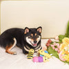 Hugsmart Products Inc Dog Toys Puppy Garden Little Insects Spring Plush Squeak Dog Toy Set - 3 pc