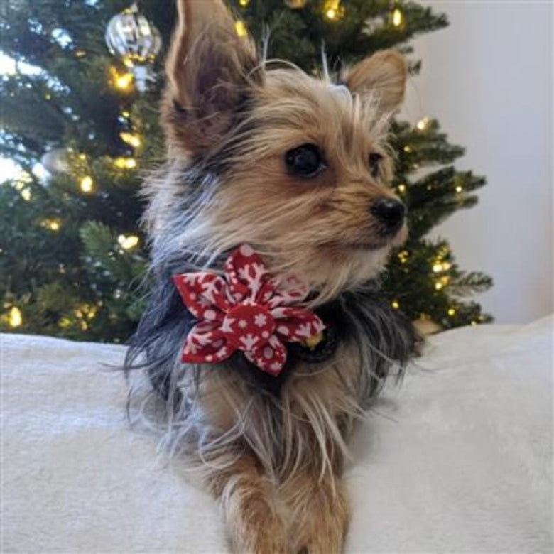 Huxley & Kent Bow Tie LG Red Snowflakes Pinwheel Holiday Pet Collar Attachment