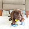 JW dog toys Puppy Connects Chew Dog Toy