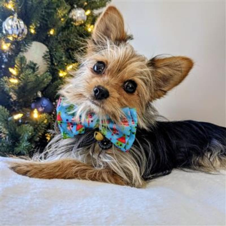 Huxley & Kent Bow Tie Christmas Trees Holiday Pet Bow Tie - SM