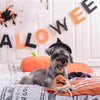 HugSmart Pet dog toys Howloween Night Pumpkin Ball Pet Toy