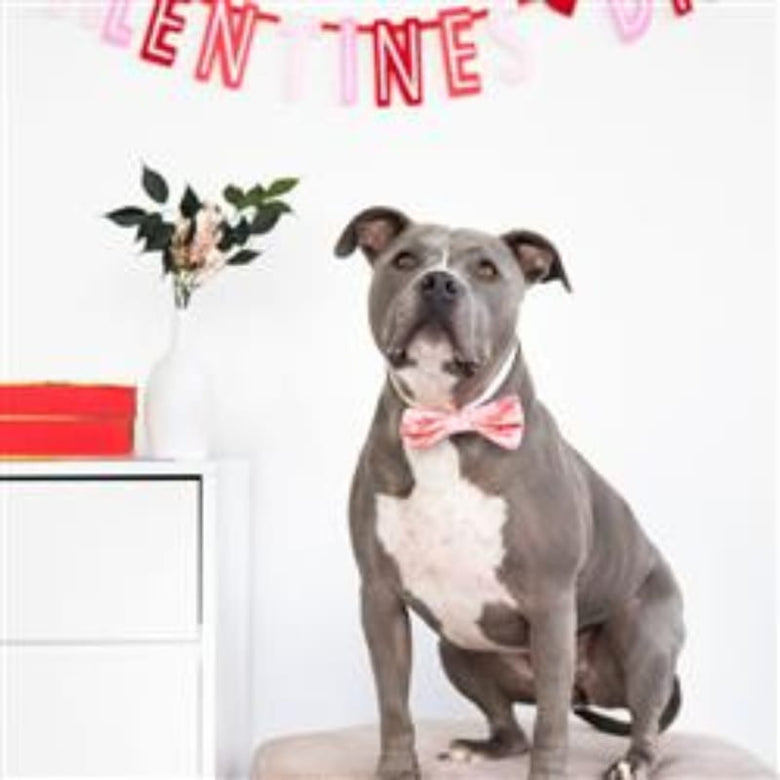 Pearhead, Inc. Bow Ties Valentine's Be My Valentine Pink Bowtie Pet Collar Attachment - Size M/L