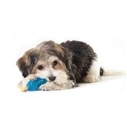 Petstages dog toys Mini Orka Chew Pair Bone & Dumbbell Dog Toys - 2 Pack