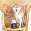 PetShop by Fringe Studio dog toys You Perk Me Up Rope Plush Squeak Dog Toy