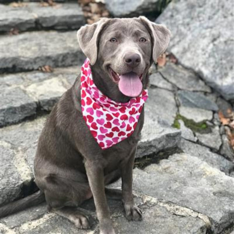 Hunter K9 Bandanas Valentine Red & Pink Hearts Dog Bandana