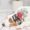 Huxley & Kent Bow Tie LG Christmas Trees Pinwheel Holiday Pet Collar Attachment