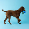 Shark Rex Feelin' Jawsome! Blue Plush Squeaky Dog Toy