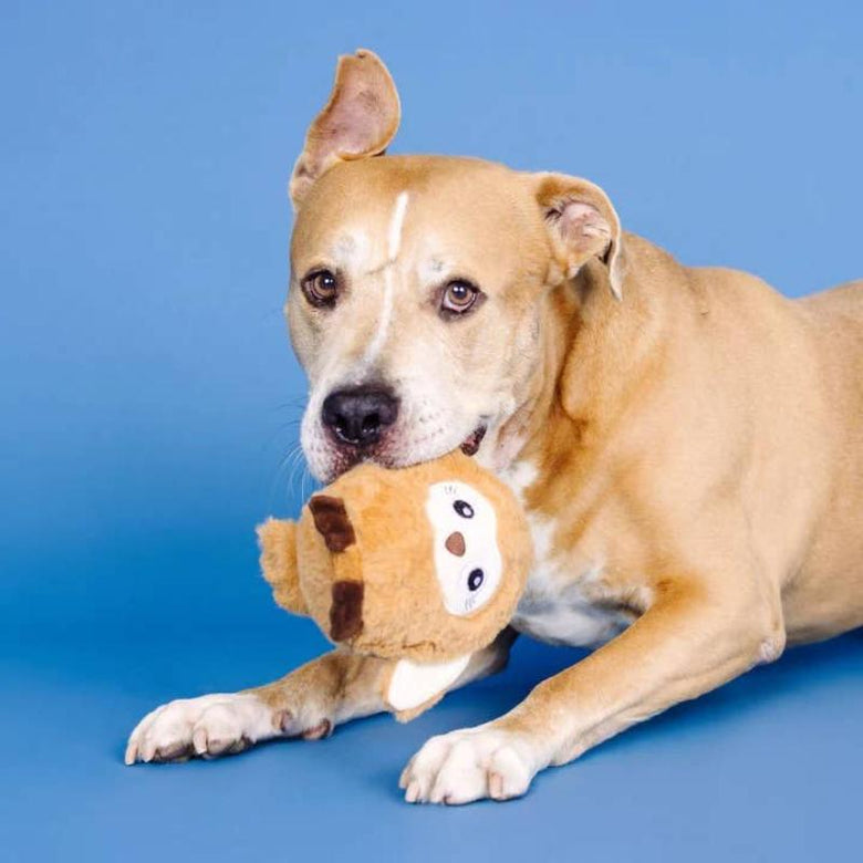 PetShop by Fringe Studio dog toys Don't Ruffle My Feathers Rubber & Plush Dog Toy