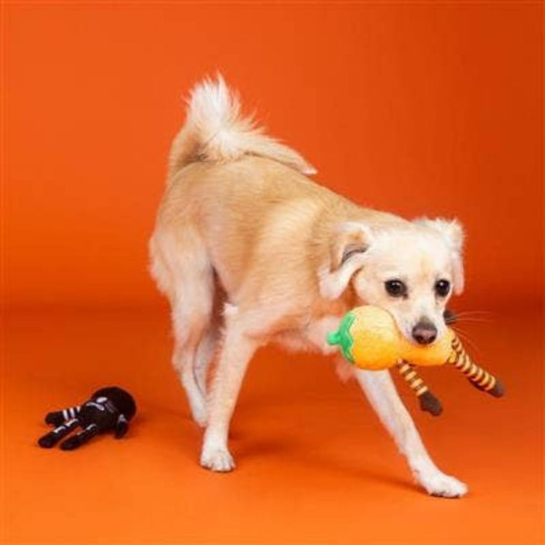 PetShop by Fringe Studio dog toys Halloween Oh My Gourd Pumpkin & Skeleton Plush Squeak Dog Toy Set - 2 Pc