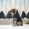 GF Pet Jackets Black Elasto-Fit Urban Dog Parka
