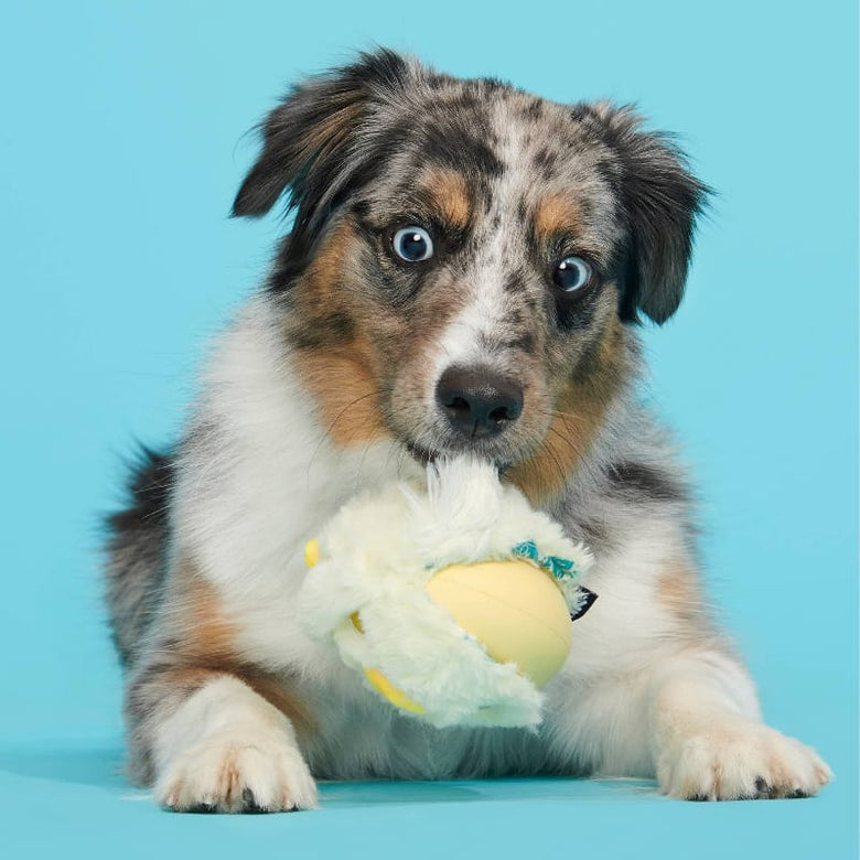 BARK dog toys Tough Chick Chicken Super Chewer Yellow Plush (with Hidden Toy Inside) Dog Toy - Sm