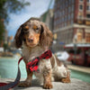 Huxley & Kent Bow Ties Red Buffalo Check Red/ Blk Holiday Bow Tie Pet Collar Attachment- 2 Sizes