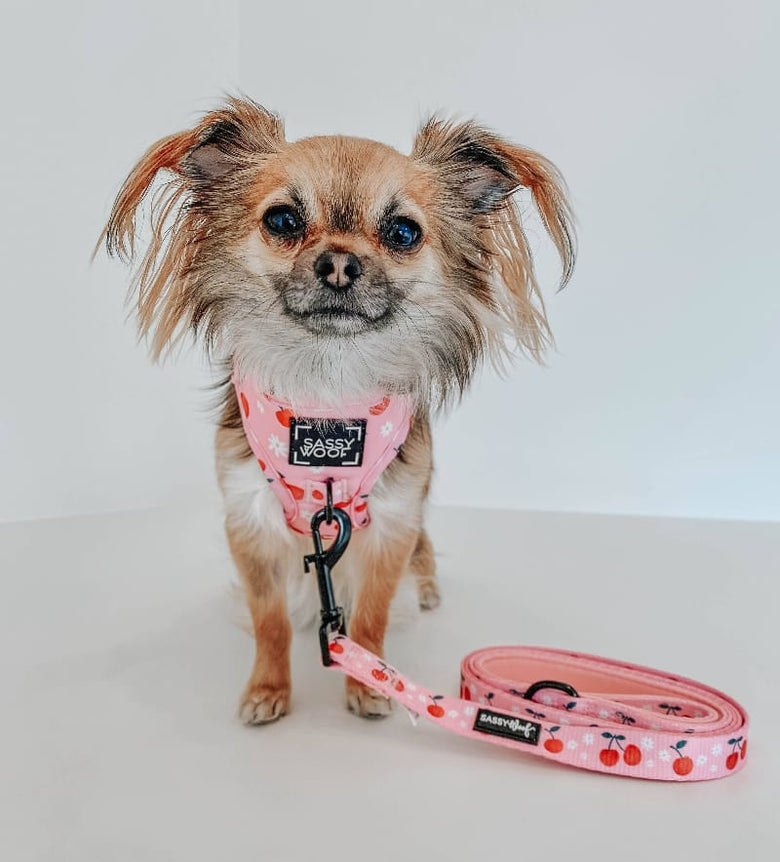 SASSY WOOF Leashes Mon Cherry (Fruits) Pink Dog Leash