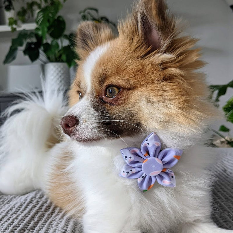 Huxley & Kent Bow Tie Funny Bunny & Carrots Purple Pinwheel Dog Collar Attachment - 2 Sizes