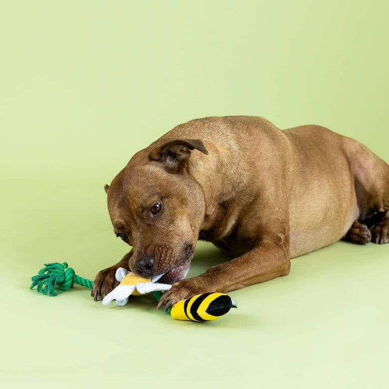Petshop by Fringe Studio Dog Toys I'm Pollen For You! Bee & Flower Rope Plush Squeak Dog Toy Set