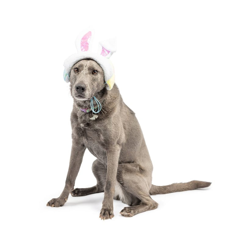 Huxley & Kent Hats Easter Bunny Ears with SnugFit Pet Hat