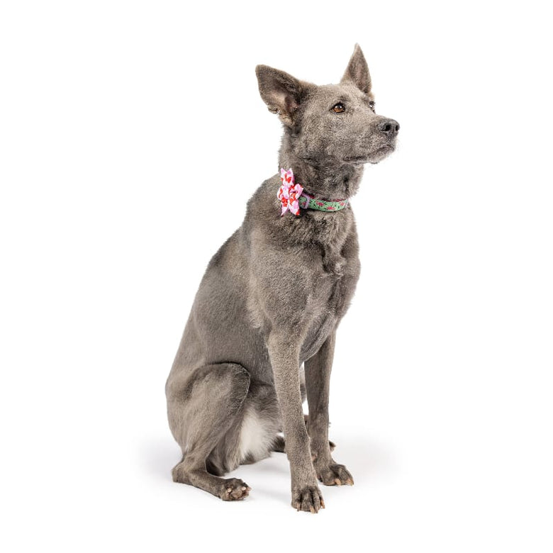 Huxley & Kent Bow Ties Kiss Kiss Lips Pinwheel Pet Collar Attachment - 2 Sizes