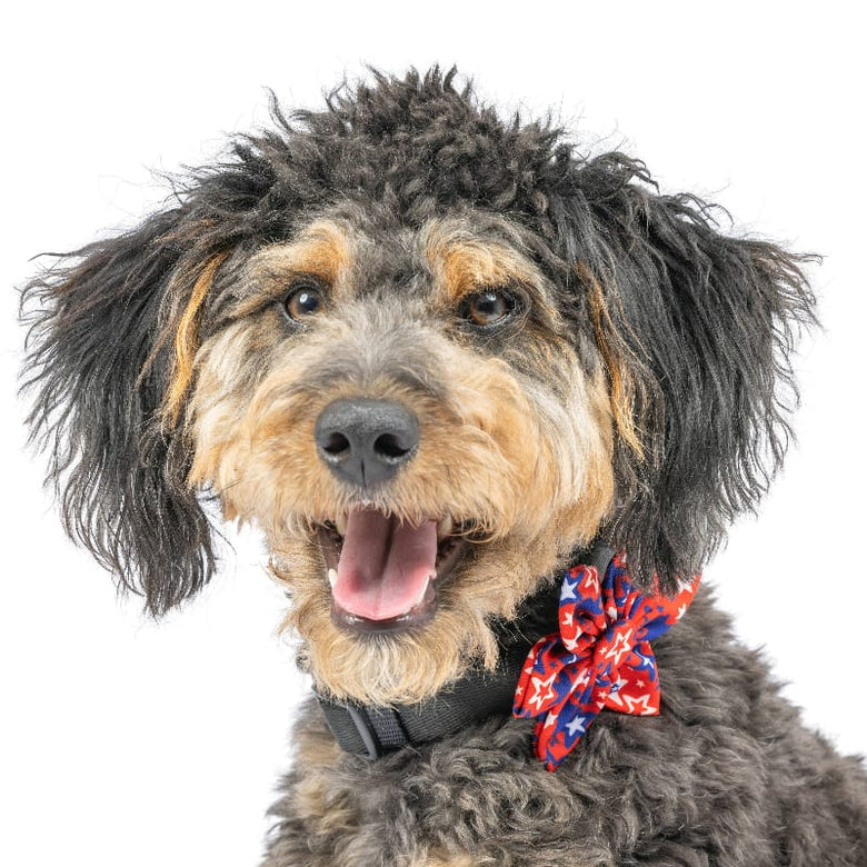 Huxley & Kent Bow Tie Patriot Stars Pinwheel Pet Collar Attachment - 2 Sizes
