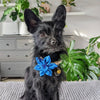 Huxley & Kent Bow Tie Octopus Garden Blue Pinwheel Pet Collar Attachment - 2 Sizes