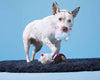 BARK dog toys Baa Baa Bark Sheep Counting Plush Squeak Dog Toy Set - 3 Pc