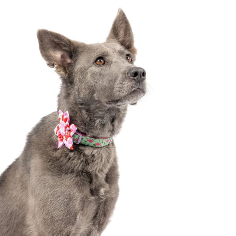Huxley & Kent Bow Ties Kiss Kiss Lips Pinwheel Pet Collar Attachment - 2 Sizes