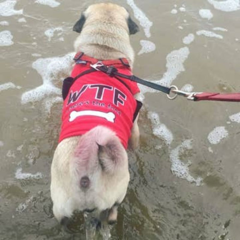 Parisian Pet® Tee's WTF Where's the Food Red Dog T-Shirt