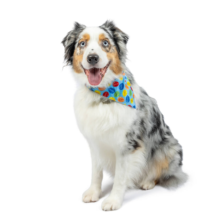 Huxley & Kent Huxley & Kent - Party Time Blue Bandana 2.0: Blue / Small