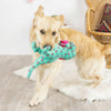 XO Rex Hearts with Pink Gift Plush Squeaky Dog Toy