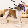 PetShop by Fringe Studio dog toys Halloween Frightly Friends Plush Squeak Dog Toy Set - 3 Pc
