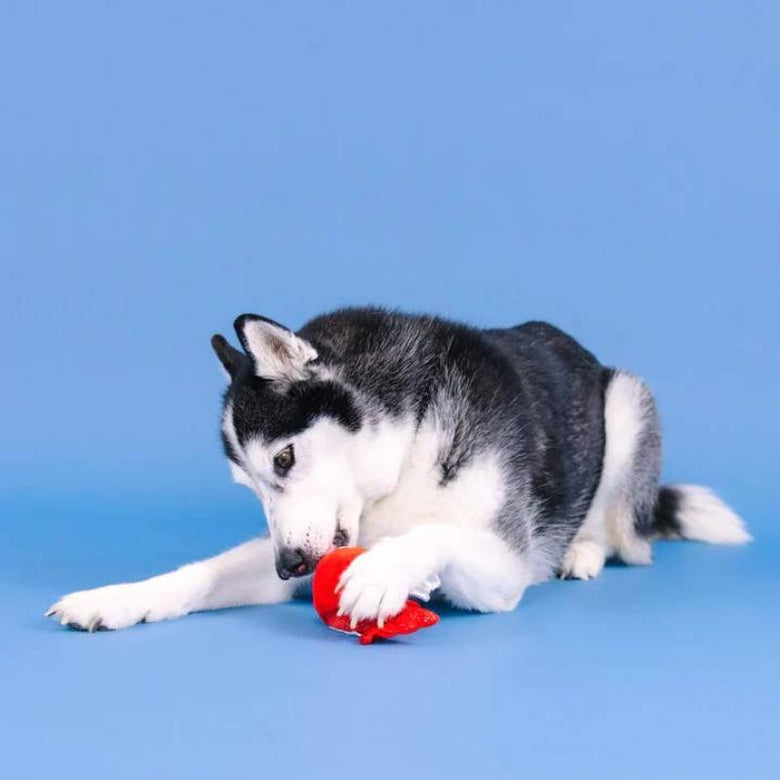 PetShop by Fringe Studio dog toys Reel Me In Red Fish Rubber & Plush Dog Toy