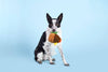 BARK dog toys Super Chewer Fowl Play Rooster Interactive Plush Rubber Treat Dog Chew Toy
