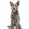 Huxley & Kent Huxley & Kent - Patriot Stars Bow Tie: Small