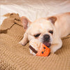 Hugsmart Products Inc dog toys Autumn Tailz Pumpkin Play Plush Squeak Dog Toy Set - 3 Pc