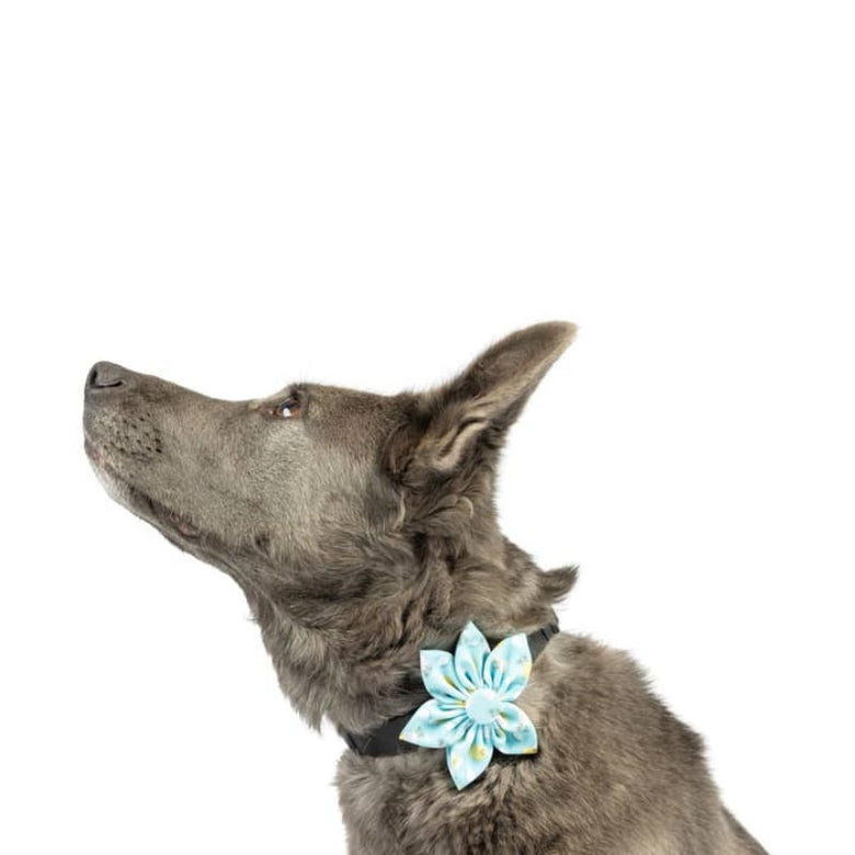 Huxley & Kent Collars Chicks & Eggs Pinwheel Pet Collar Attachment - 2 Sizes