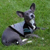 Philadelphia Eagles Hoody Dog Tee