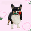 TM - FUNNYSNOW dog toys Plush Red Rose Flower Rope Tug Dog Toy