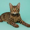 Extreme Fit Wholesale Pet Socks Brown Leopard Matching Pet & Owner Fun Socks - One Size Fits Most