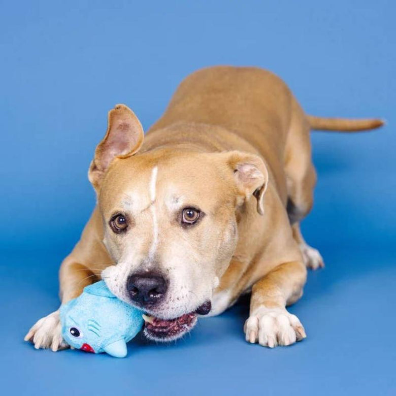 PetShop by Fringe Studio dog toys Out of the Blue Rubber & Plush Shark Dog Toy