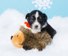 Christmas Holiday Hedgehog Plush Squeaky Dog Toy - 2 Sizes