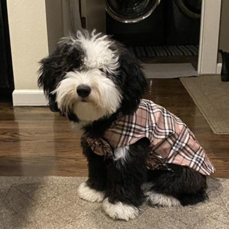 The Worthy Dog Jackets Tan Plaid London Dog Raincoat