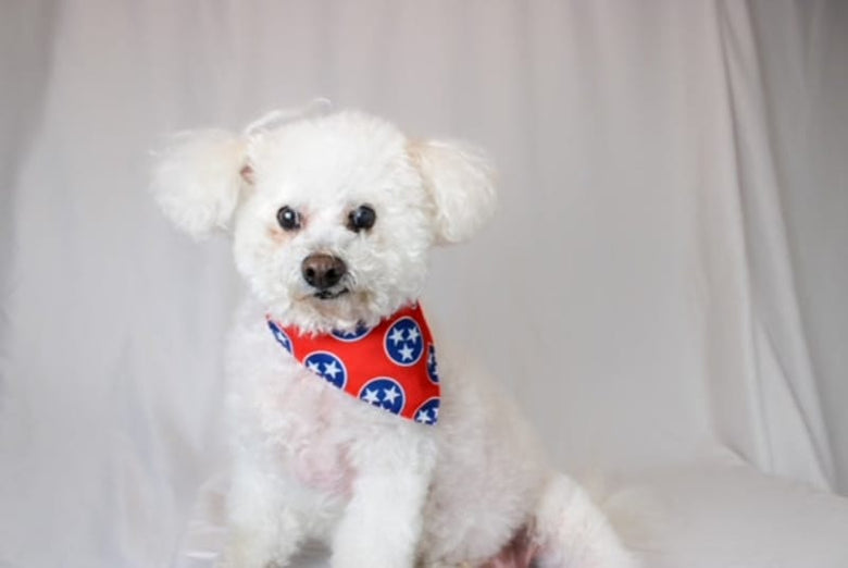 Dog Bandana Co. Nashville Tennessee Dog Bandana