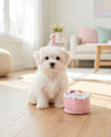 Birthday Girl Pink Cake Plush Squeaky Dog Toy - 2 Sizes
