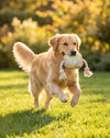 Western Belt Buckle Plush Squeaky Rope Dog Toy