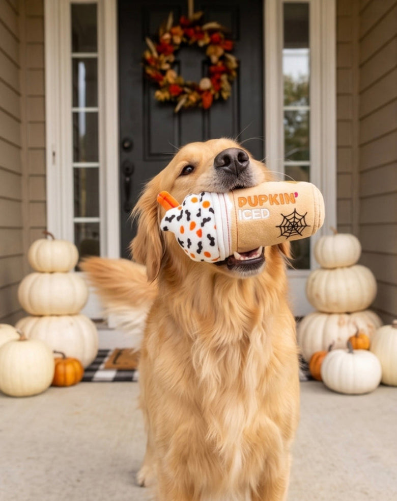 Dog holding a toy with 'Pupkin' branding dog toy on a porch decorated for Halloween.