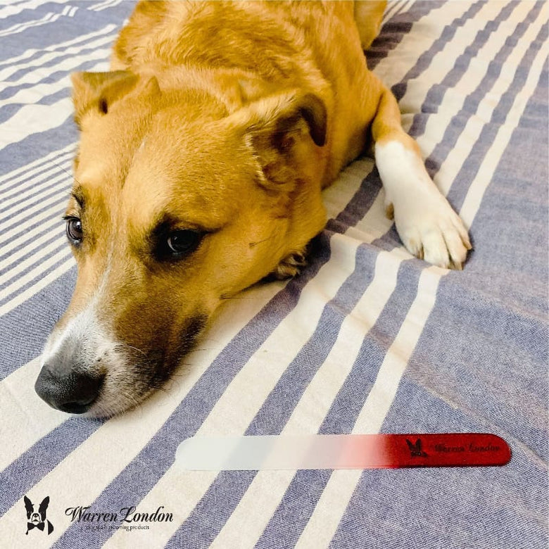 Warren London Spa Product Glass Nail File for Dogs
